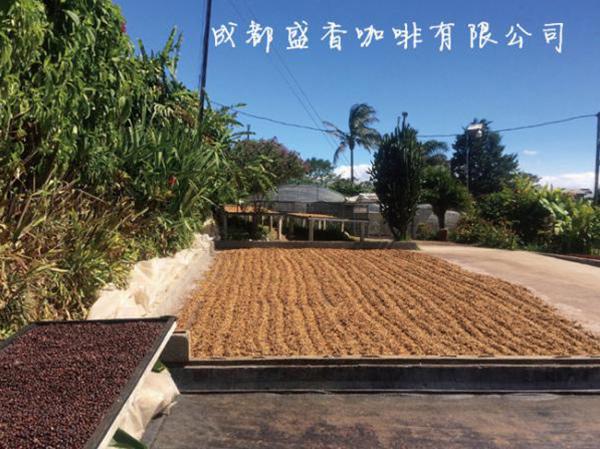 哥斯達(dá)尼加 火鳳凰莊園 藍(lán)寶石 日曬豆；黑玫瑰 日曬豆